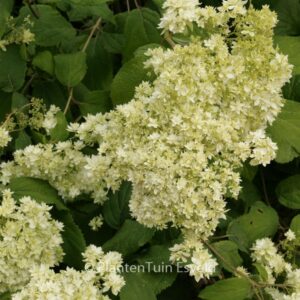 Hydrangea arborescens 'Hayes Starburst' (HOVARIA)