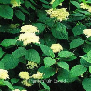 Hydrangea arborescens 'Hill of Snow'