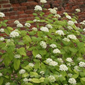 Hydrangea arborescens 'Hulsdonk'