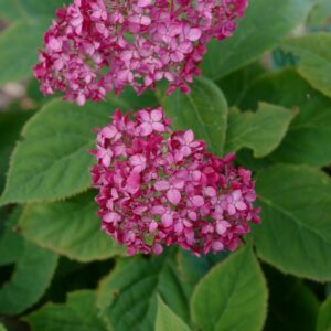 Hydrangea arborescens 'NCHA3' (RUBY ANNABELLE)