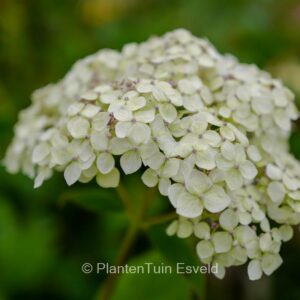 Hydrangea arborescens 'SMNHALR' (LIME RICKEY)
