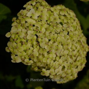 Hydrangea arborescens 'SMNHRL' (SUBLIME ANNABELLE)