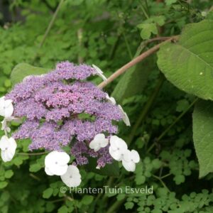 Hydrangea aspera 'Bellevue'
