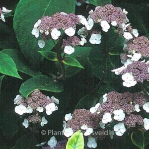 Hydrangea aspera 'Farrall'