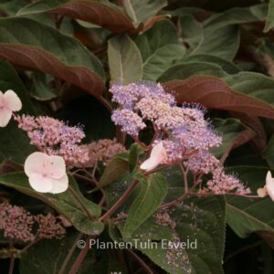 Hydrangea aspera 'Haopr012' (HOT CHOCOLATE)