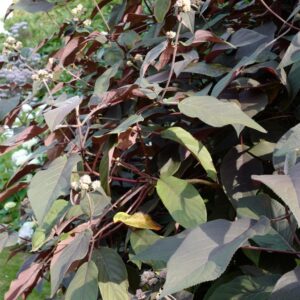 Hydrangea aspera 'Koki' (PLUM PASSION)