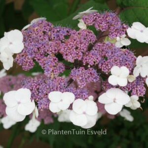 Hydrangea aspera 'Macrophylla'