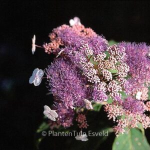 Hydrangea aspera 'Pink Giant'