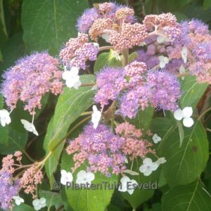 Hydrangea aspera 'Taiwan Pink'