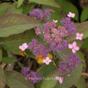 Hydrangea aspera 'The Ditch'