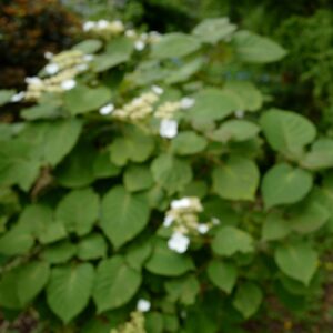 Hydrangea aspera rubusta var. longipes