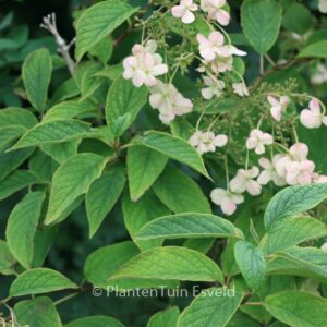 Hydrangea heteromalla 'Bretschneideri'