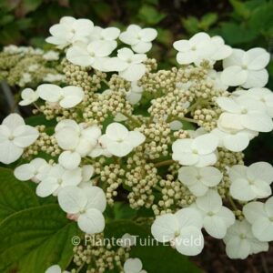 Hydrangea heteromalla 'June Pink'
