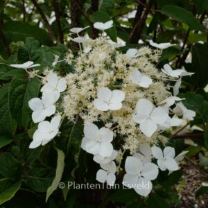 Hydrangea heteromalla 'Kalmthout'