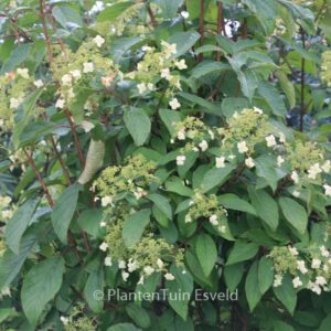 Hydrangea heteromalla 'Long White'