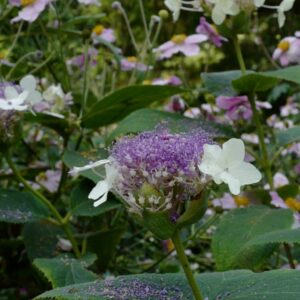 Hydrangea involucrata