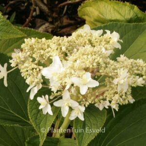 Hydrangea involucrata 'Plenissima'
