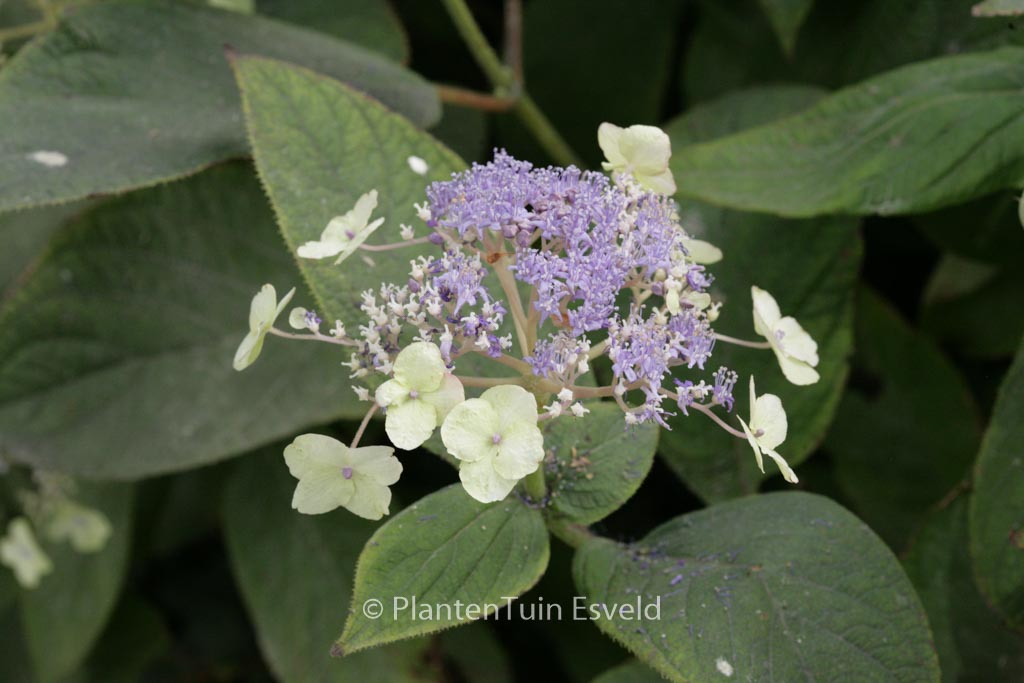 Hydrangea involucrata 'Viridescens'