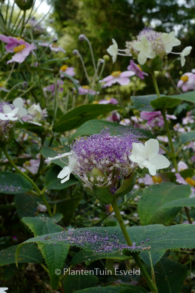 Hydrangea involucrata