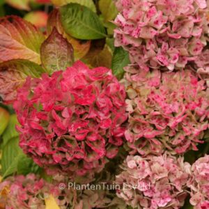 Hydrangea macrophylla 'Alpengluehn'