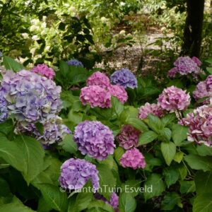 Hydrangea macrophylla 'Altona'