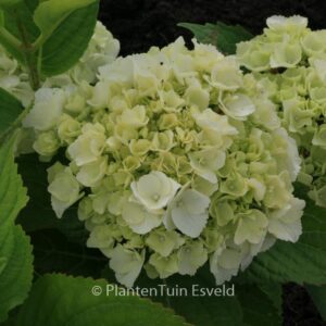 Hydrangea macrophylla 'Ave Maria'