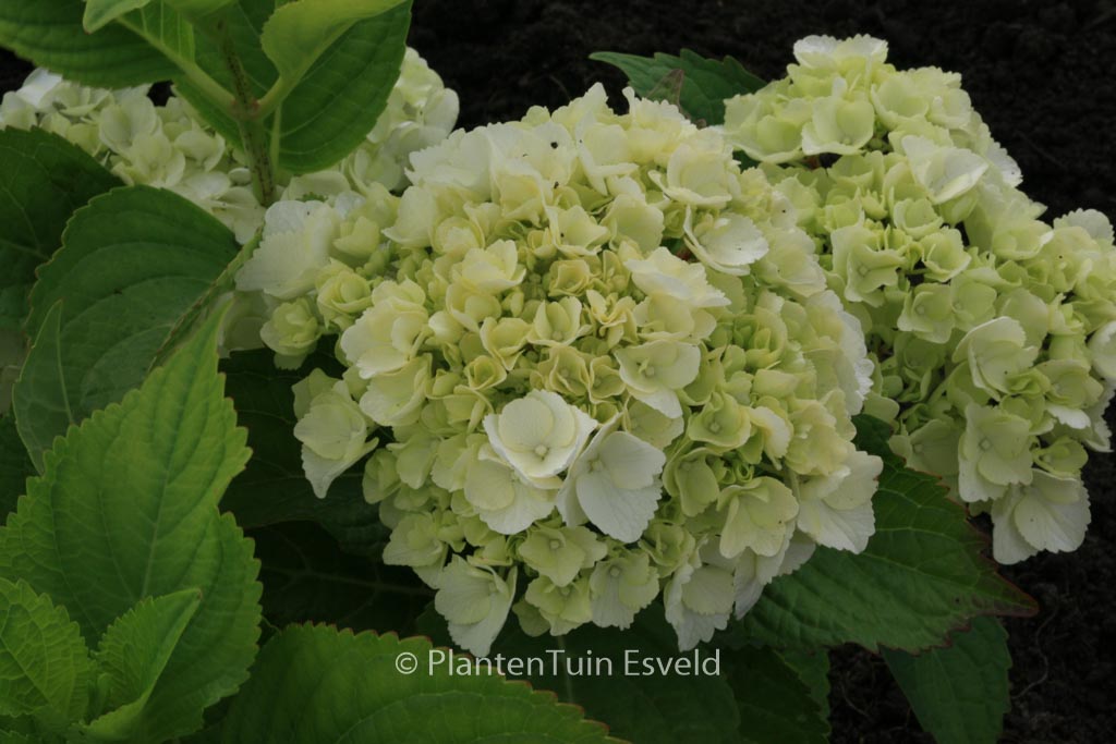 Hydrangea macrophylla 'Ave Maria'