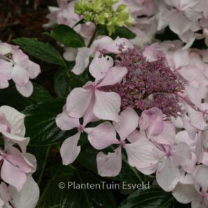 Hydrangea macrophylla 'Beaute Vendomoise'