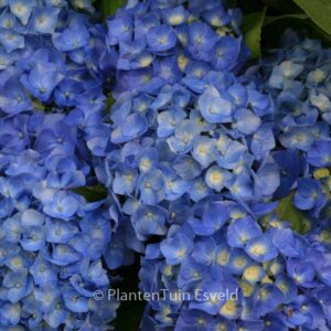 Hydrangea macrophylla 'Bela'