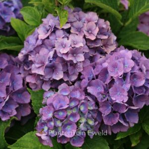 Hydrangea macrophylla 'Benelux'