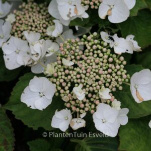Hydrangea macrophylla 'Benxi'
