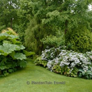Hydrangea macrophylla 'Blanc Bleu Vasterival'