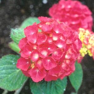 Hydrangea macrophylla 'Blue Buck'