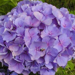 Hydrangea macrophylla 'Bodensee'