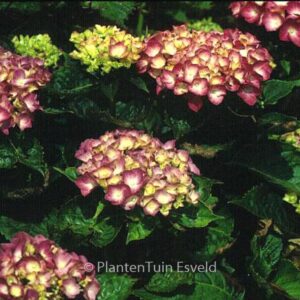 Hydrangea macrophylla 'Constellation'