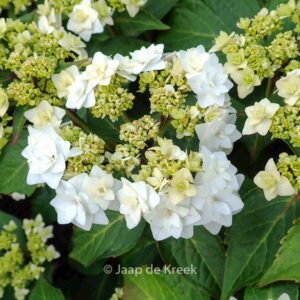 Hydrangea macrophylla 'Dancing Snow' (WEDDING GOWN DOPPIO BIANCO)