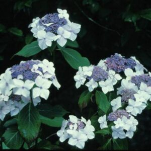 Hydrangea macrophylla 'Dandenong'