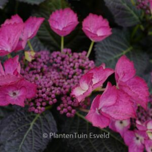Hydrangea macrophylla 'Dark Angel' (BLACK DIAMONDS)