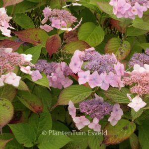 Hydrangea macrophylla 'Dart's Romance'