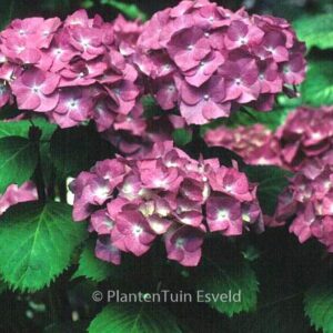 Hydrangea macrophylla 'Deutschland'
