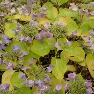 Hydrangea macrophylla 'Eisvogel'
