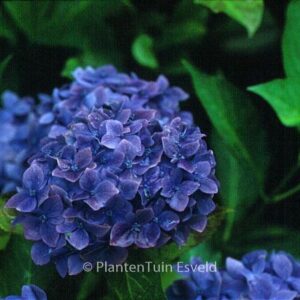 Hydrangea macrophylla 'Enziandom'