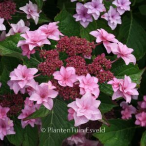 Hydrangea macrophylla 'Etoile Violette'