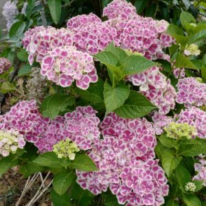 Hydrangea macrophylla 'Frau Taiko' (LADY TAIKO)
