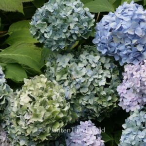 Hydrangea macrophylla 'Generale Vicomtesse de Vibraye'