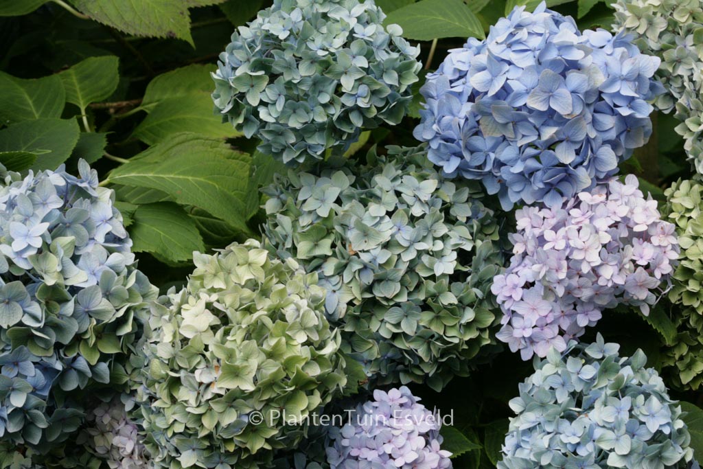 Hydrangea macrophylla 'Generale Vicomtesse de Vibraye'