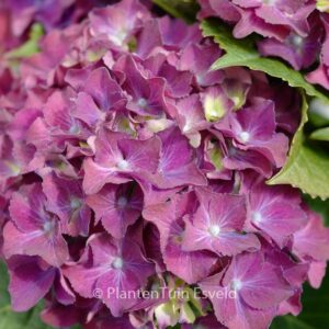 Hydrangea macrophylla 'HBA215911' (SPEEDY RED IMPROVED)