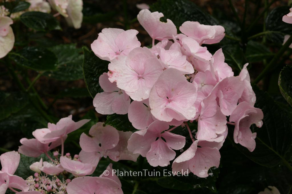 Hydrangea macrophylla 'Hobella' (HOVARIA)