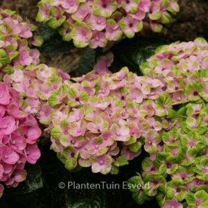 Hydrangea macrophylla 'Hokomac' (MAGICAL CORAL)
