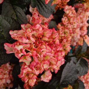 Hydrangea macrophylla 'Hokomamipe' (Midnight Pearl)